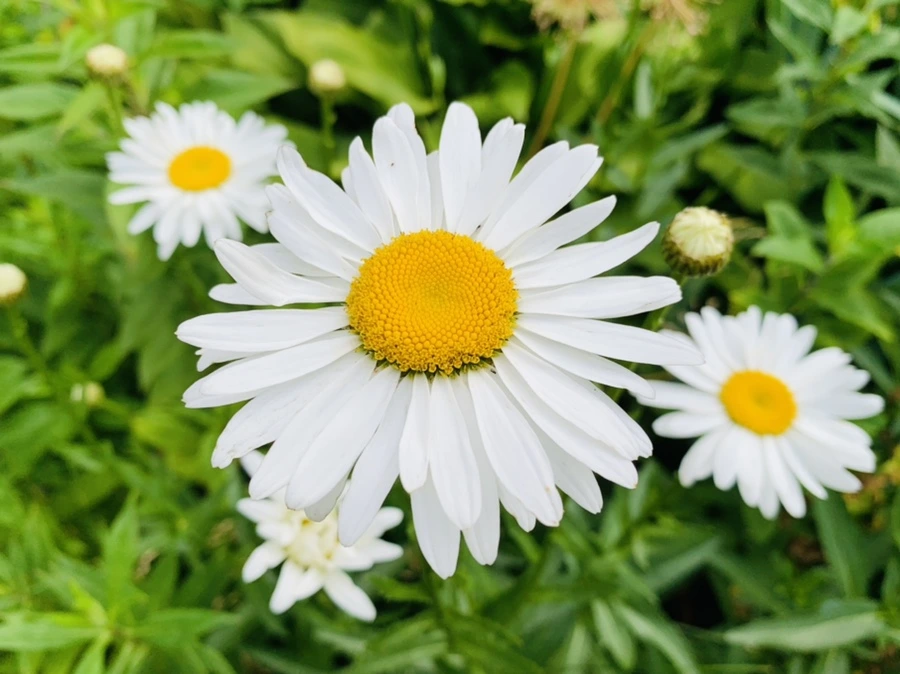 IMG_5594.jpg?type=w966