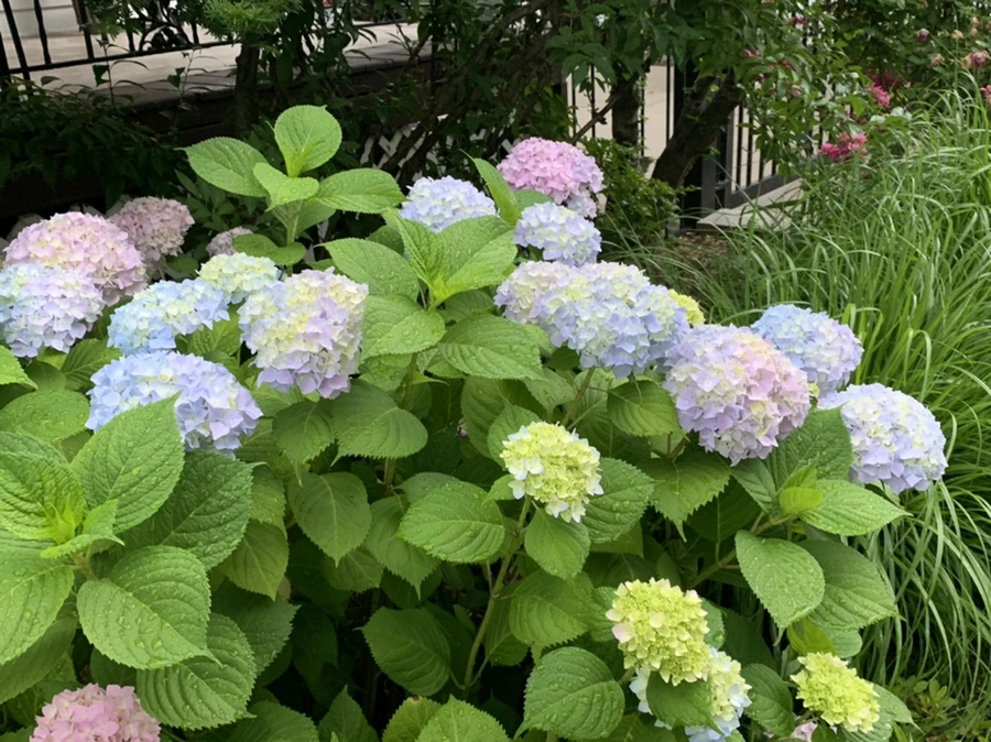 IMG_3469.jpg?type=w966