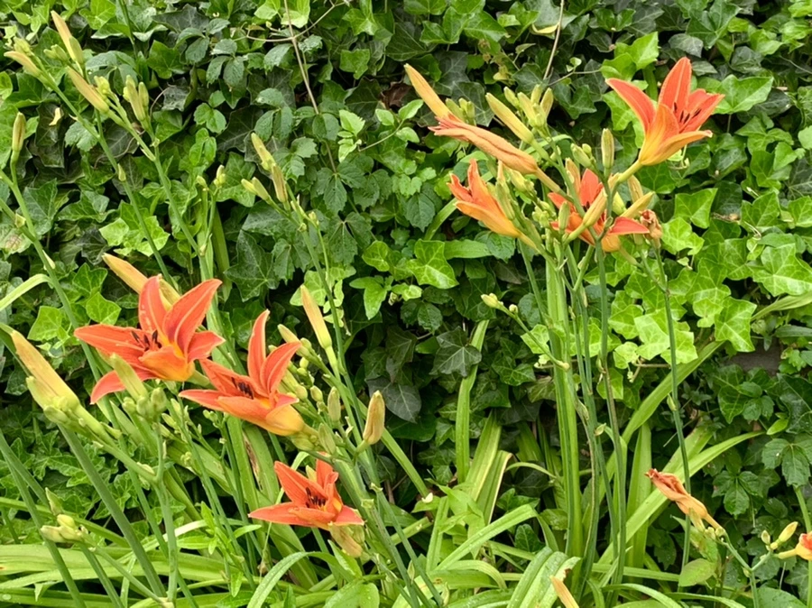 IMG_3559.jpg?type=w966