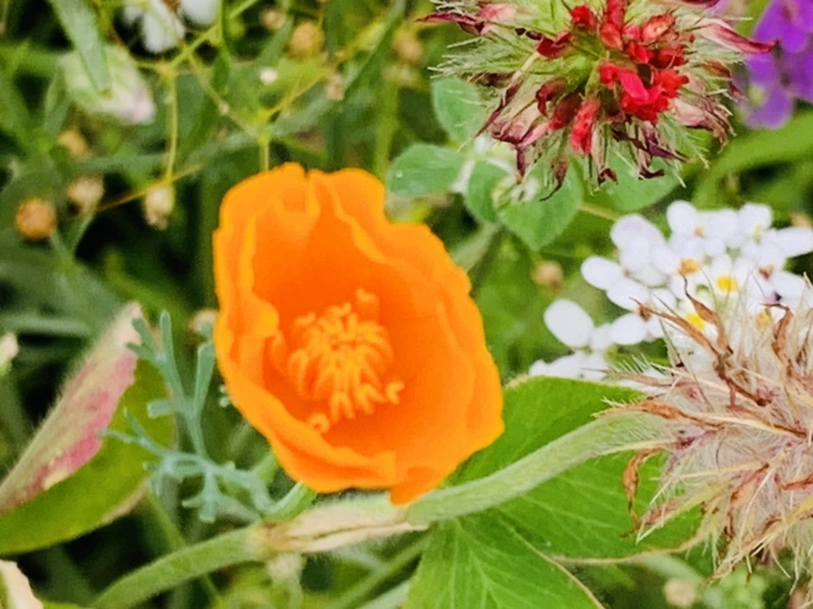 IMG_7264.jpg?type=w966