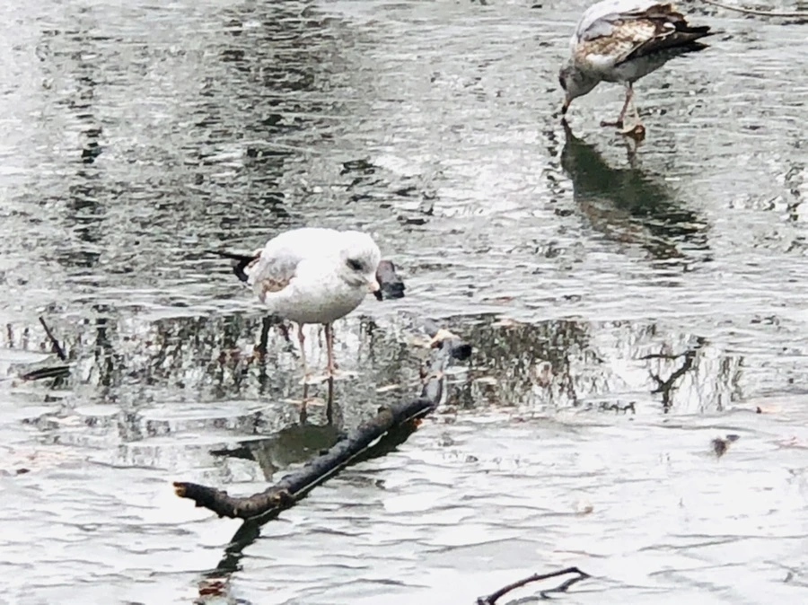 IMG_3184.jpg?type=w966