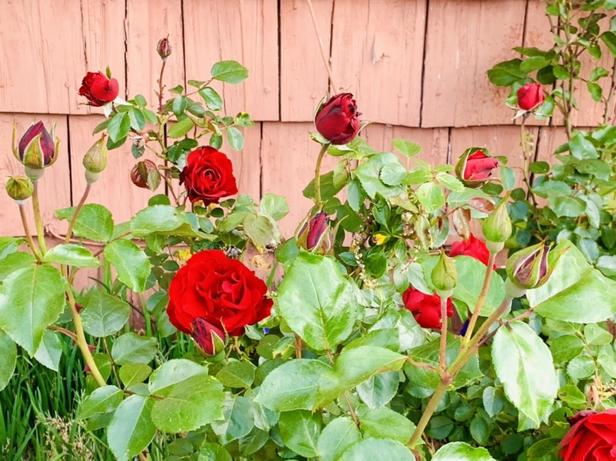 IMG_3400.jpg?type=w966