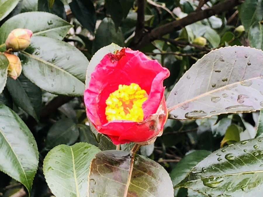 IMG_8593.jpg?type=w966