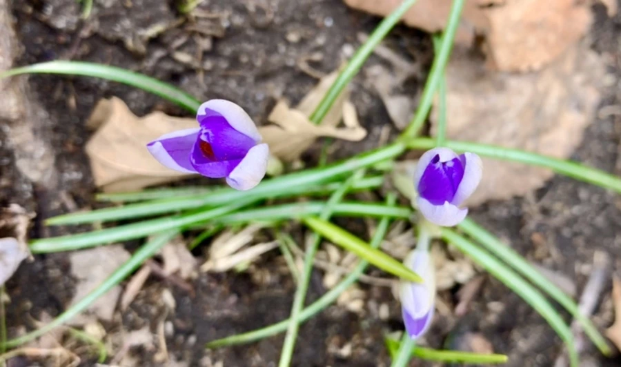 IMG_7068.jpg?type=w966