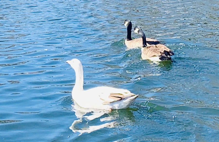 IMG_6872.jpg?type=w966