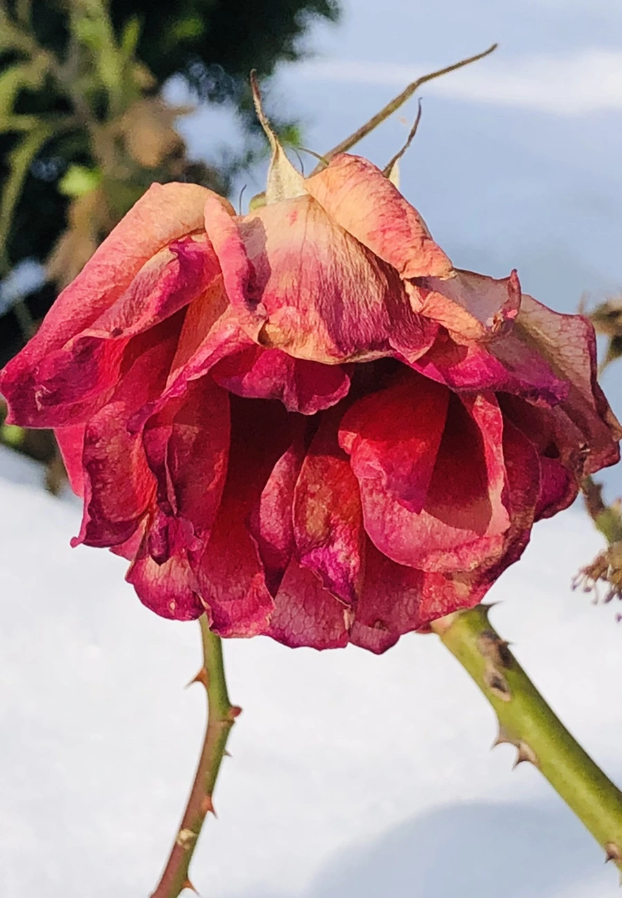 IMG_7735.jpg?type=w966