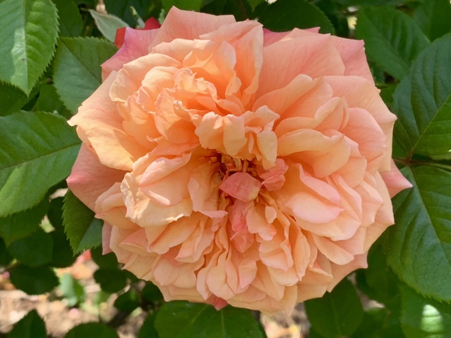 IMG_5869.jpg?type=w966