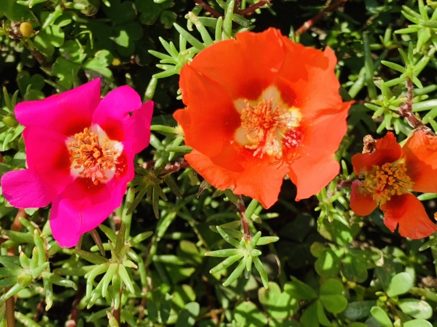 IMG_6704.jpg?type=w966