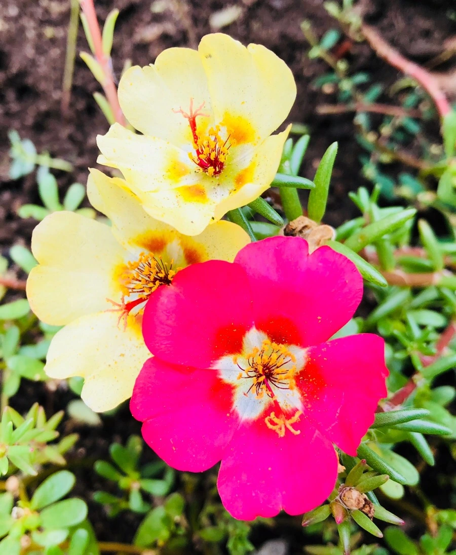 IMG_1904.jpg?type=w966