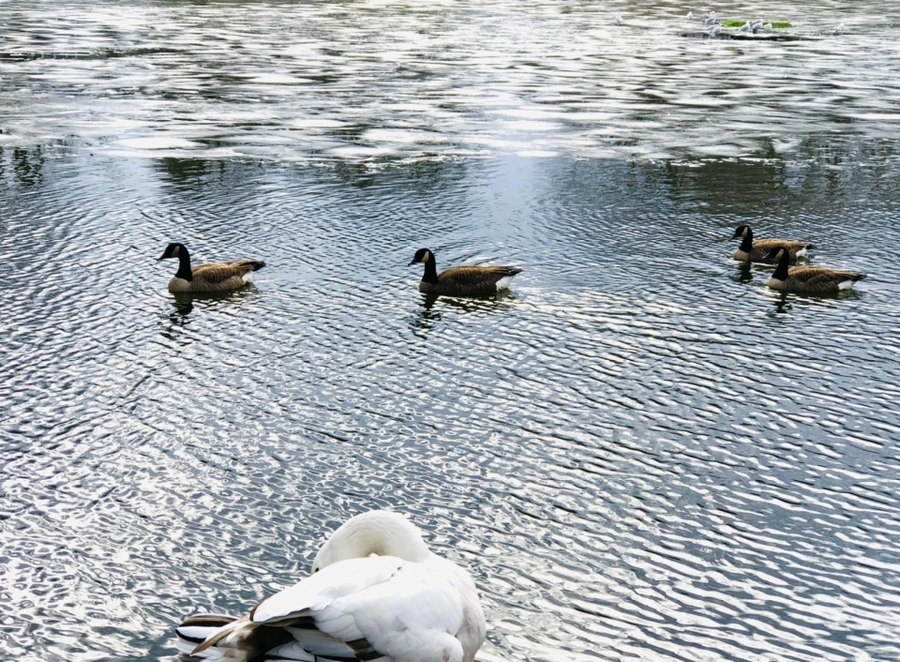 IMG_5093.jpg?type=w966