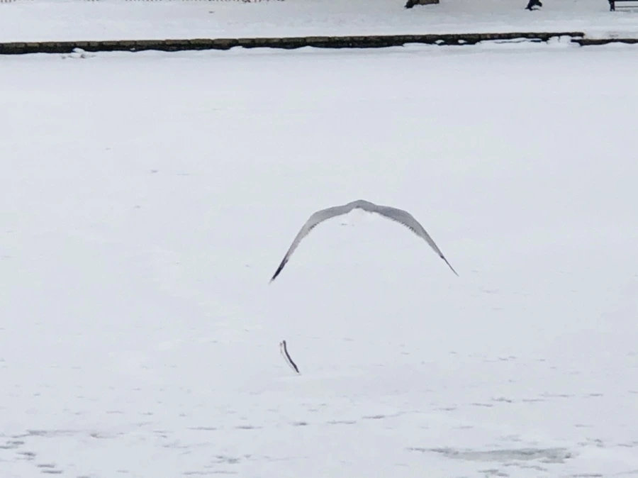 IMG_3837.jpg?type=w966