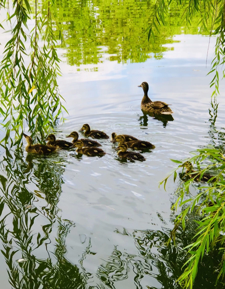 IMG_3152.jpg?type=w966