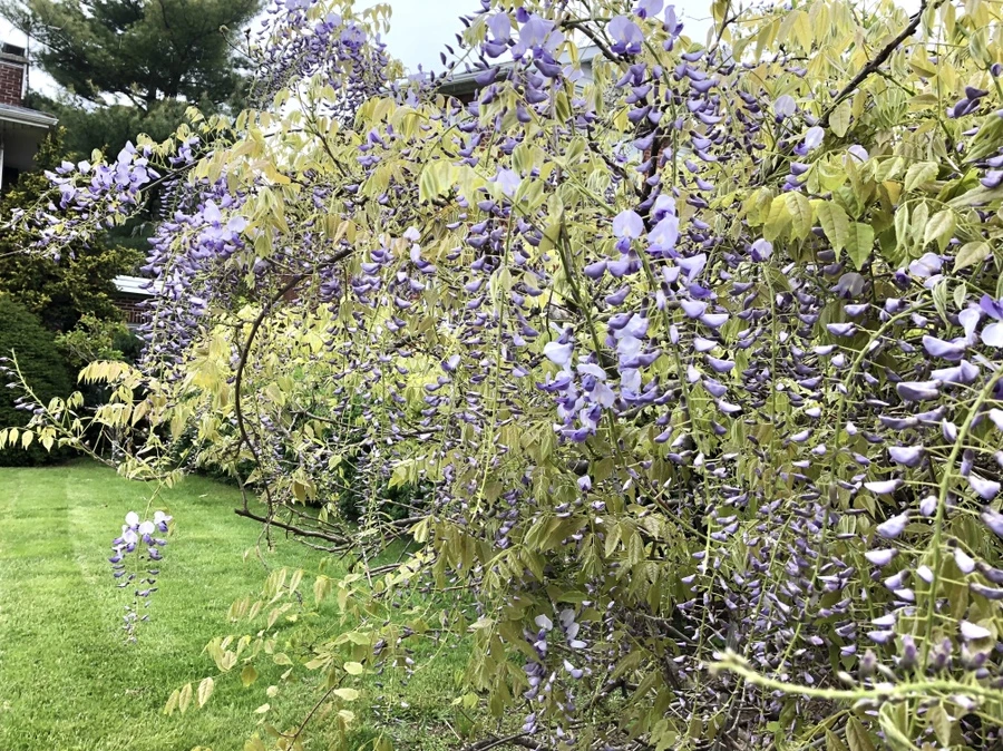 IMG_4093.jpg?type=w966