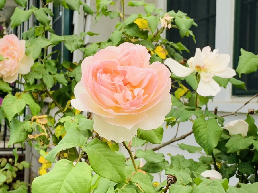 IMG_5501.jpg?type=w966