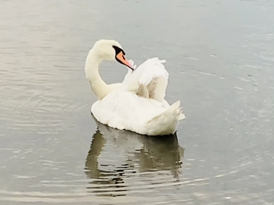 IMG_0346.jpg?type=w966