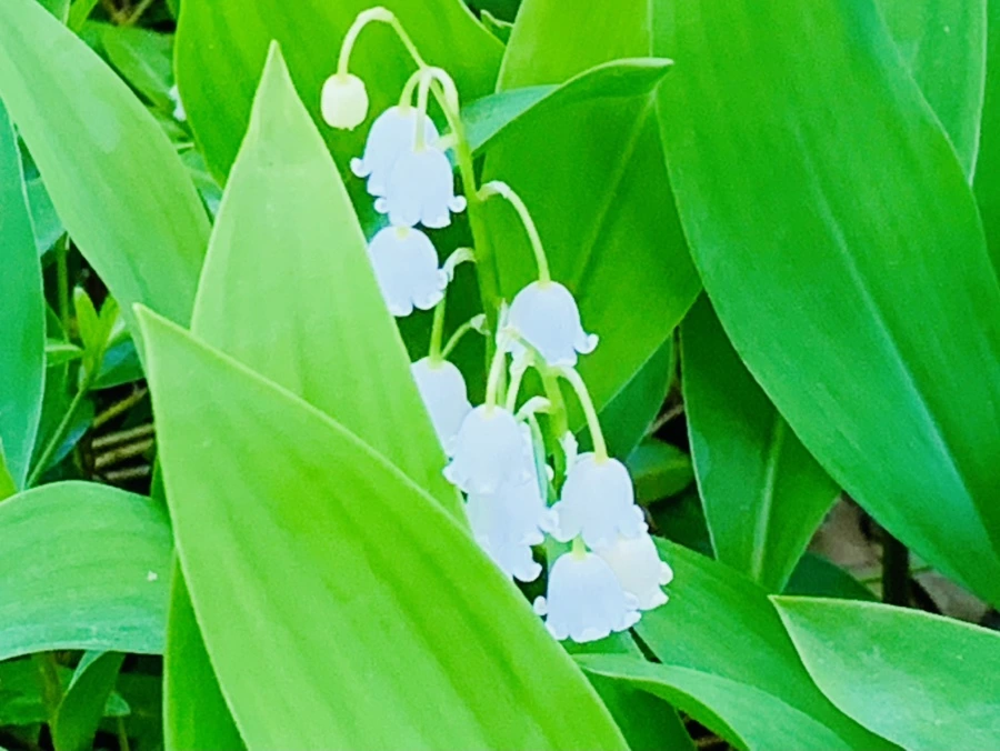 IMG_2131.jpg?type=w966