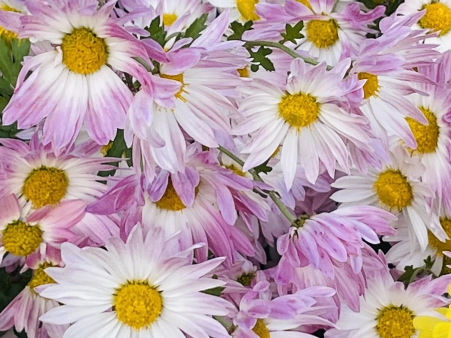 IMG_1140.jpg?type=w966