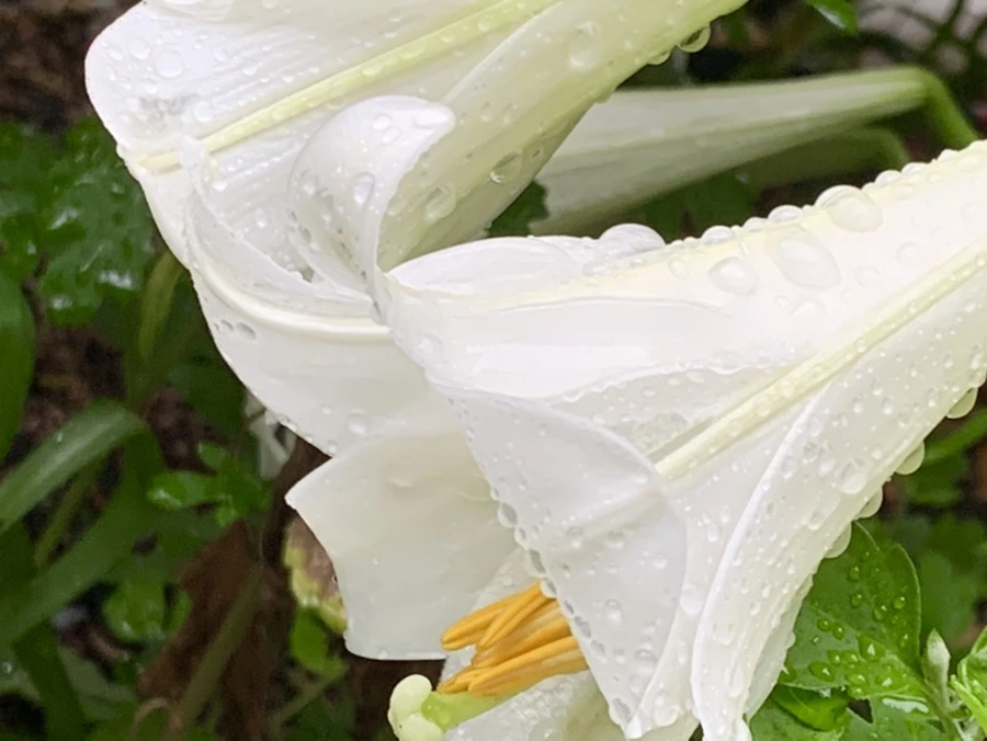 IMG_0130.jpg?type=w966