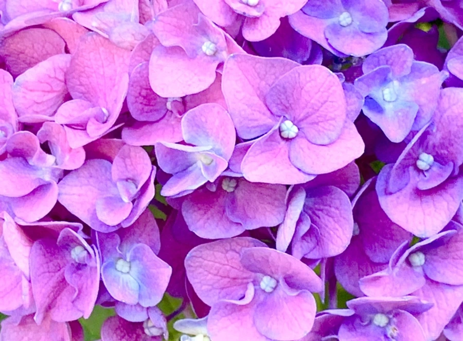 IMG_8764.jpg?type=w966