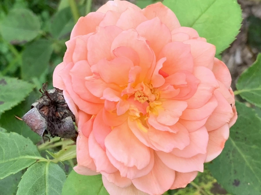 IMG_4197.jpg?type=w966