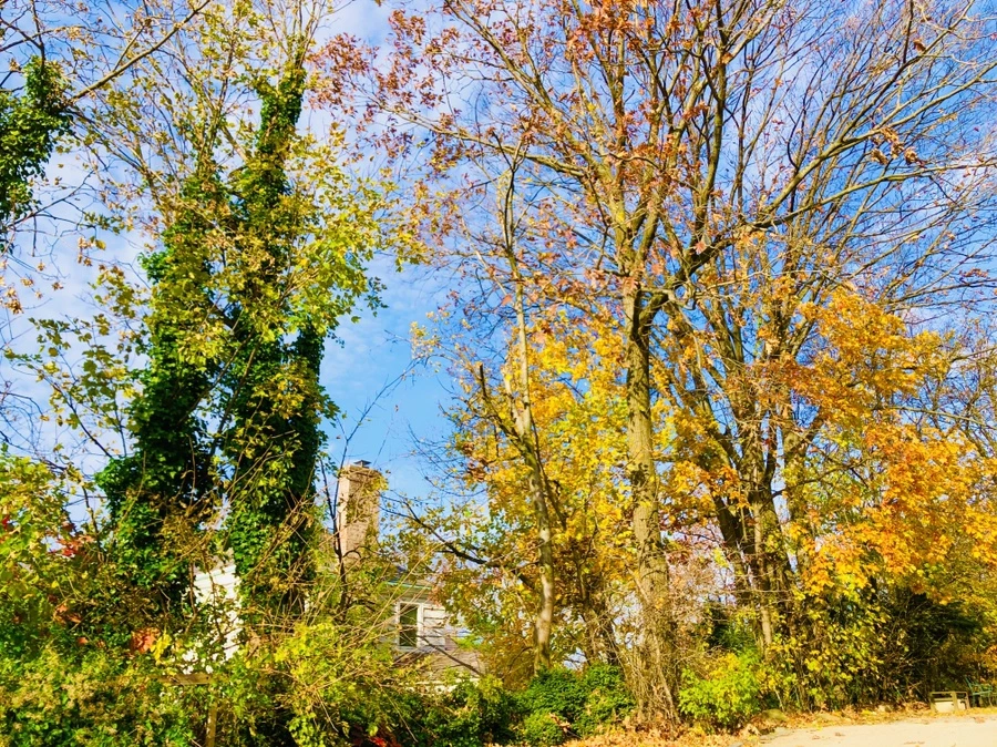 IMG_5360.jpg?type=w966