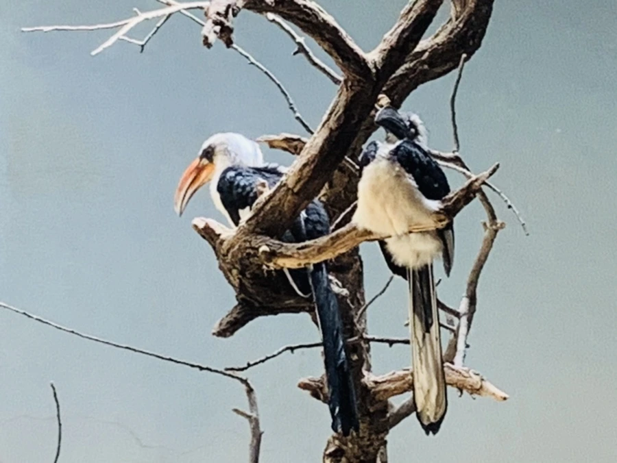 IMG_4231.jpg?type=w966