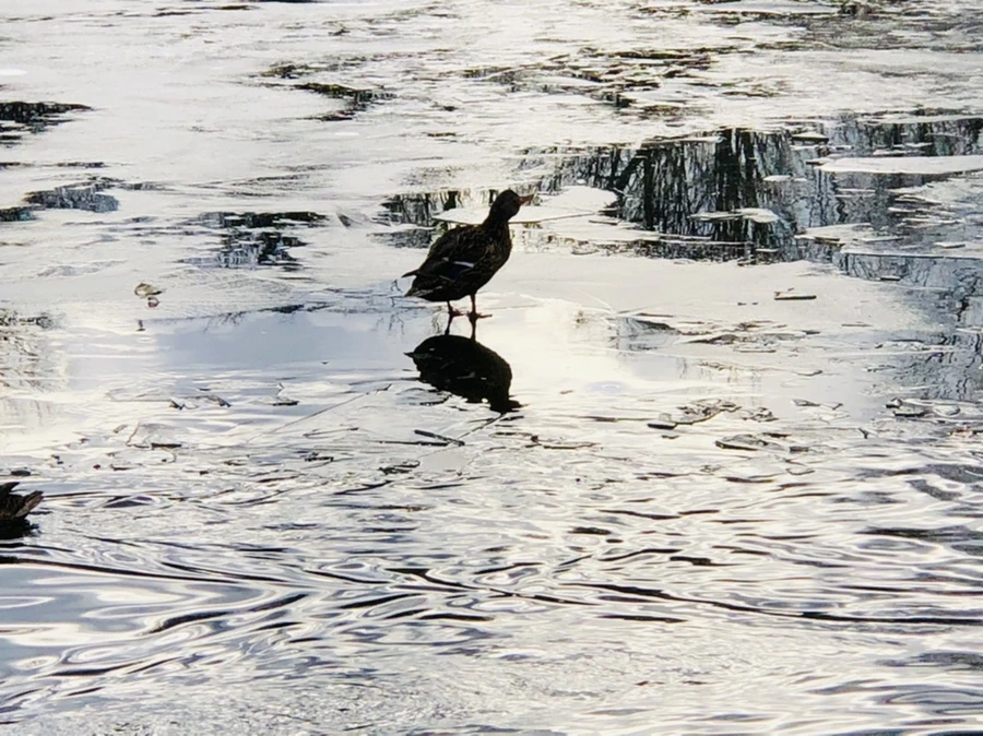 IMG_5038.jpg?type=w966