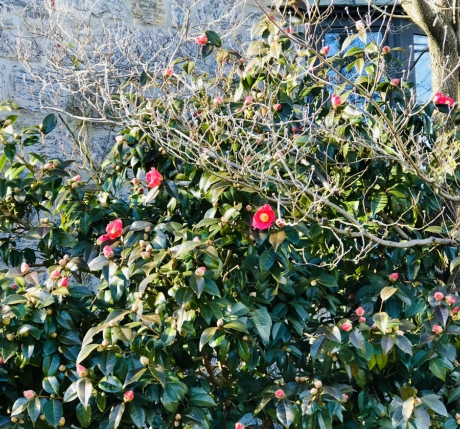 IMG_1369.jpg?type=w966