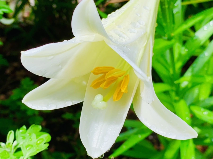 IMG_9608.jpg?type=w966