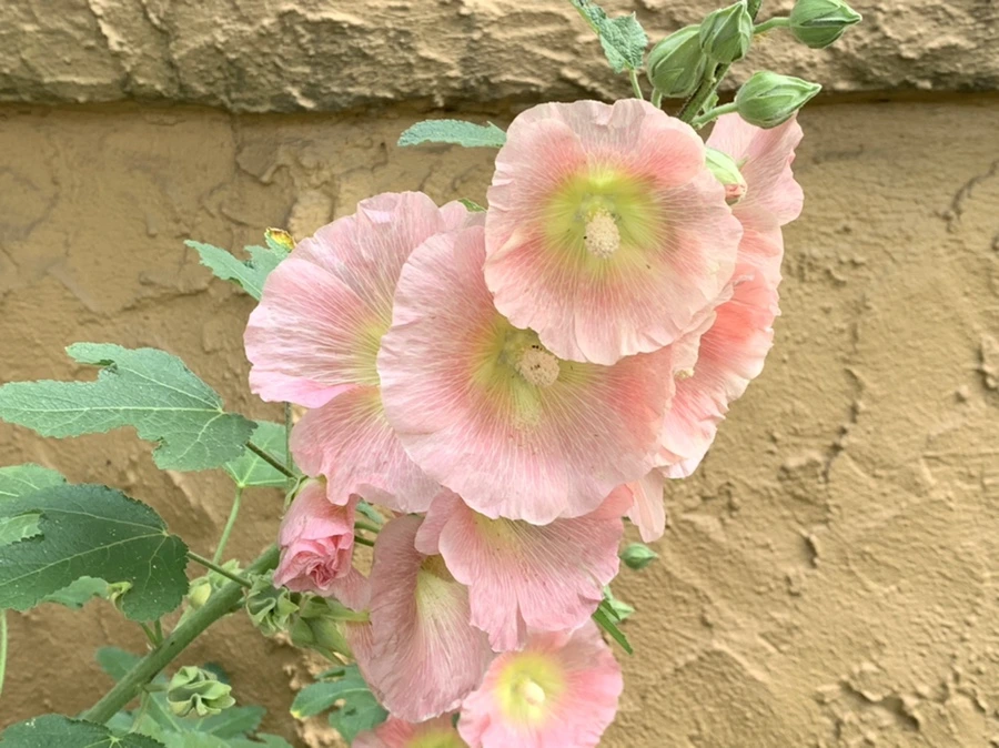 IMG_5705.jpg?type=w966