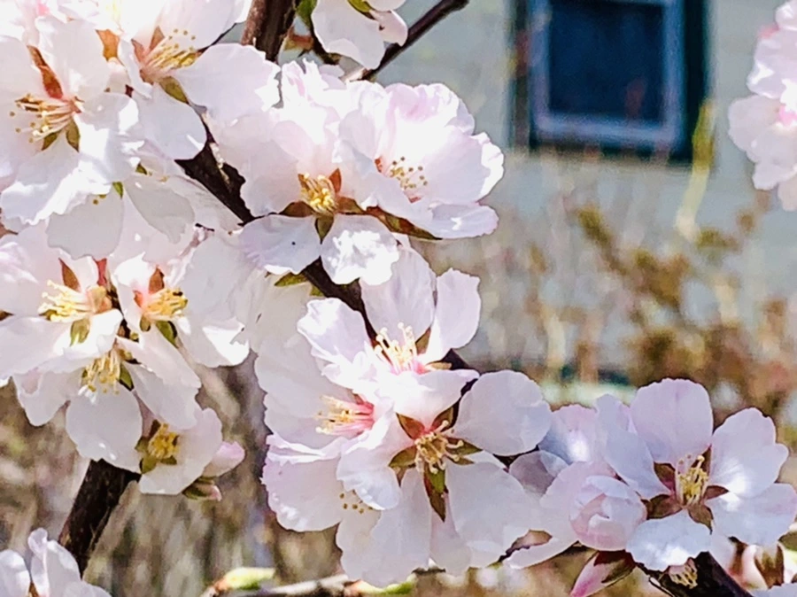 IMG_8039.jpg?type=w966