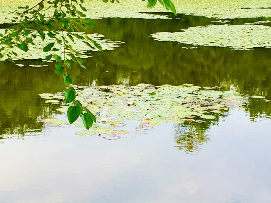 IMG_1831.jpg?type=w966