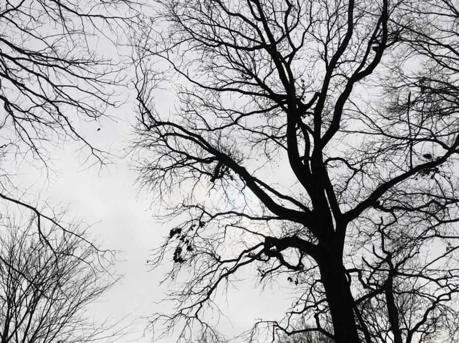 IMG_2620.jpg?type=w966