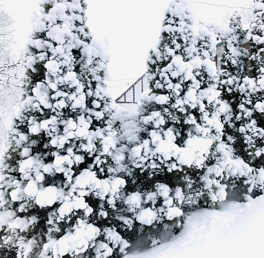 IMG_0958.jpg?type=w966