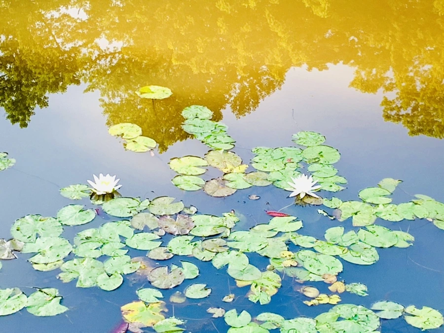 IMG_2013.jpg?type=w966