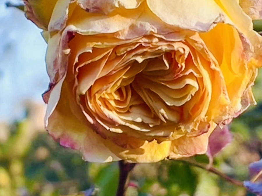 IMG_6035.jpg?type=w966