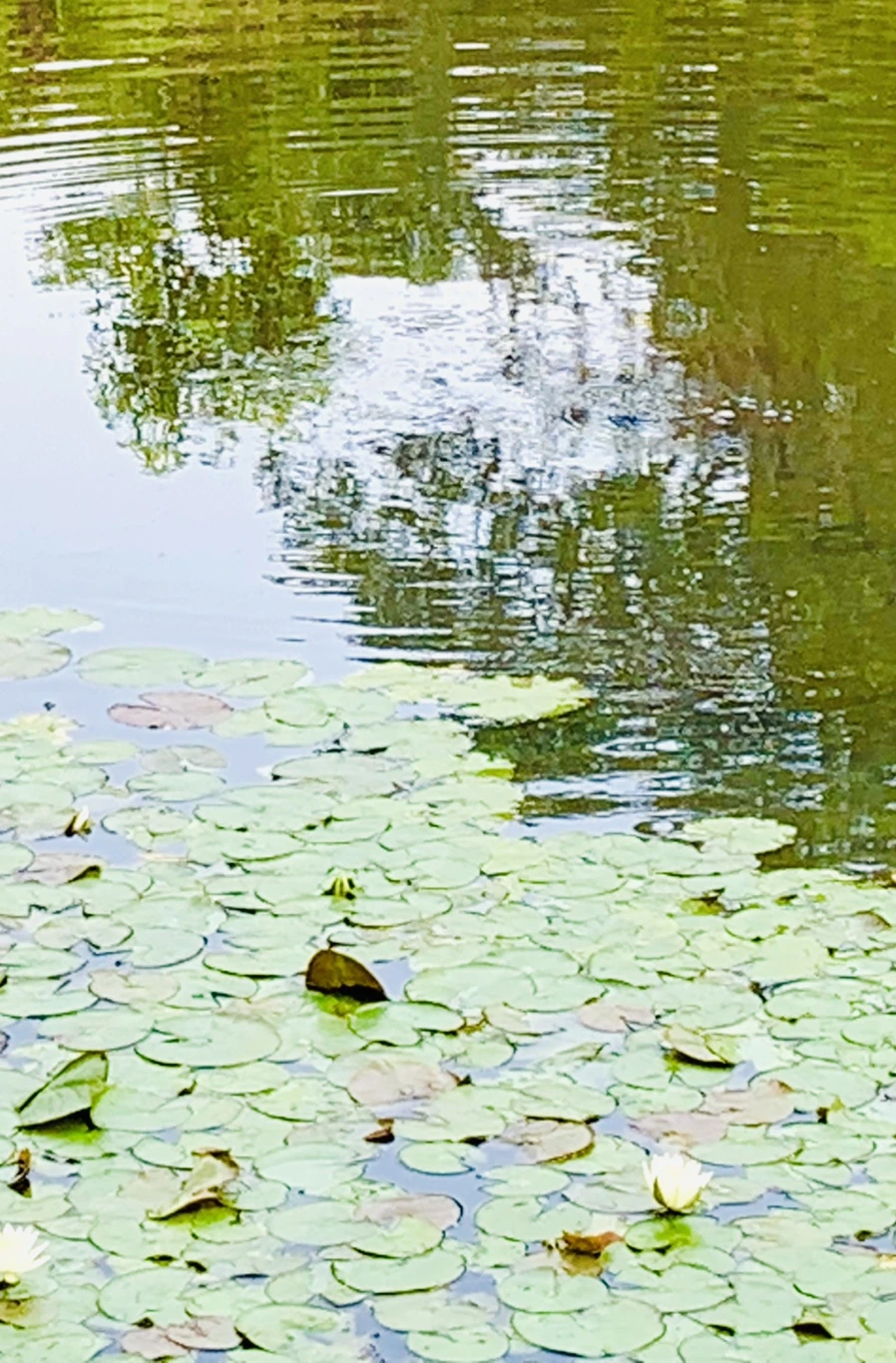 IMG_1671.jpg?type=w966