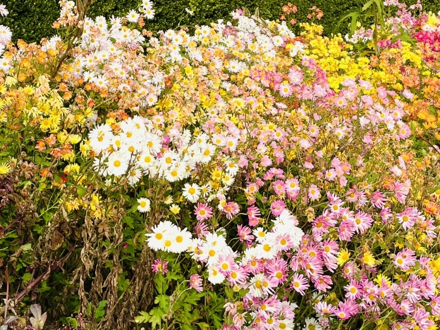 IMG_1213.jpg?type=w966