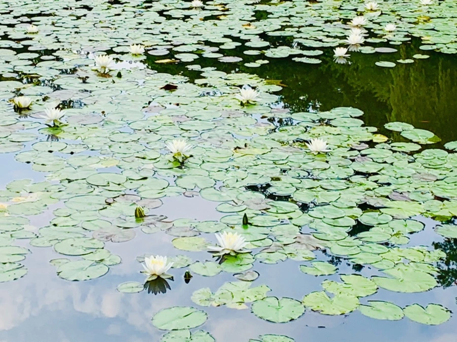 IMG_2298.jpg?type=w966