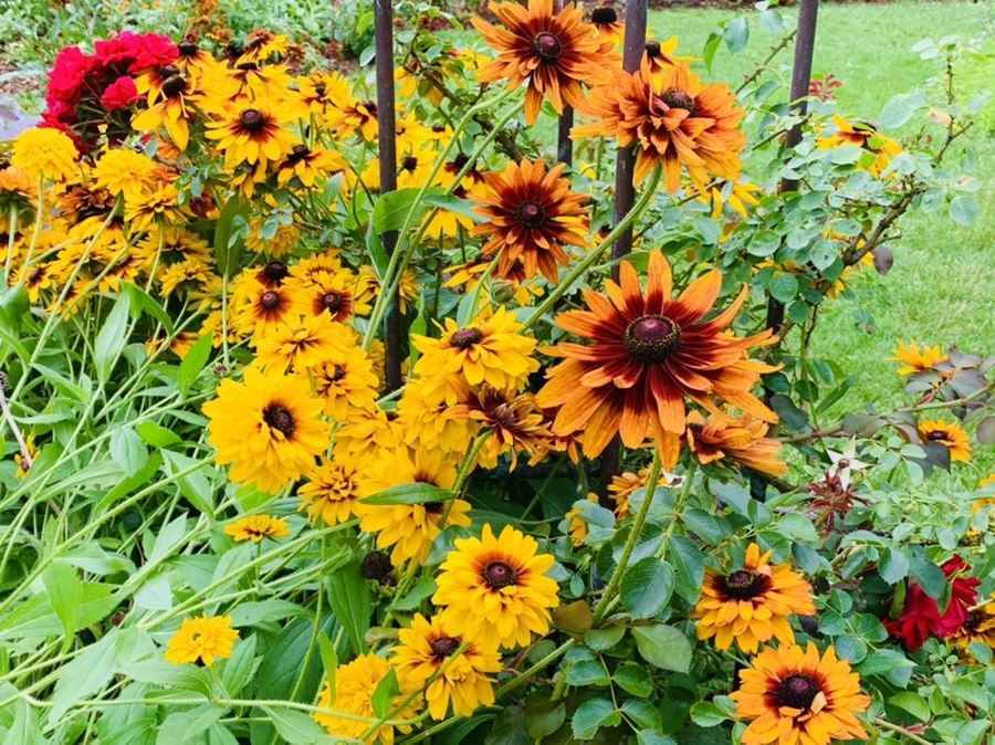 IMG_0392.jpg?type=w966