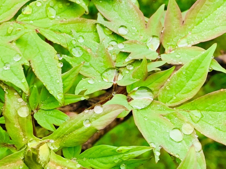 IMG_9405.jpg?type=w966