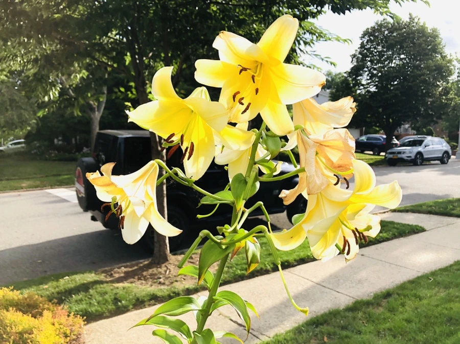 IMG_3155.jpg?type=w966