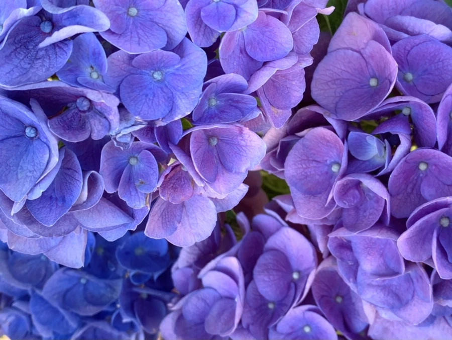 IMG_6262.jpg?type=w966