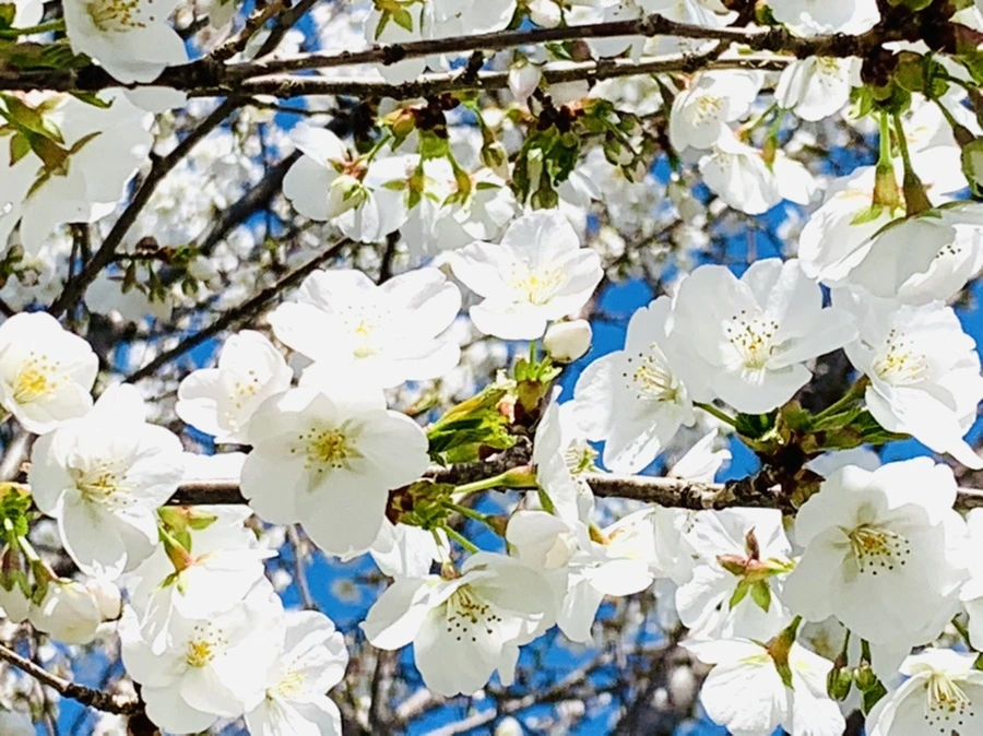 IMG_8361.jpg?type=w966