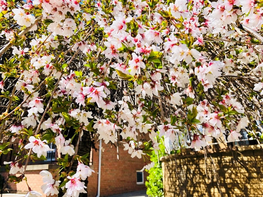 IMG_4433.jpg?type=w966