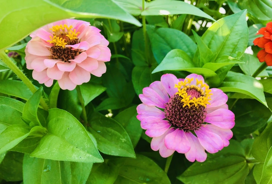 IMG_1782.jpg?type=w966