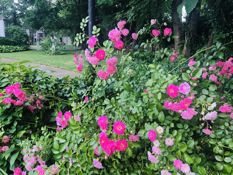 IMG_6147.jpg?type=w966