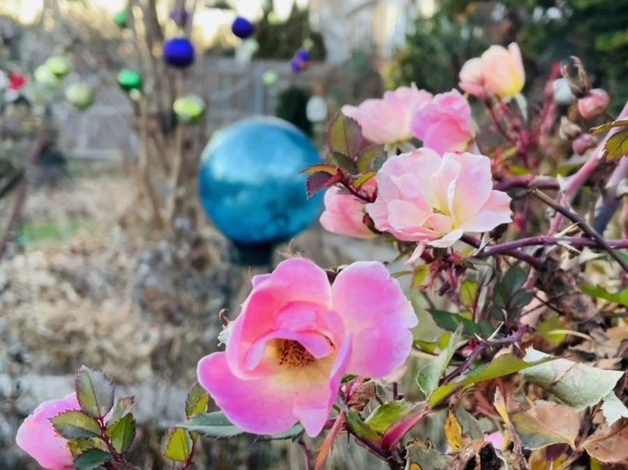 IMG_7516.jpg?type=w966