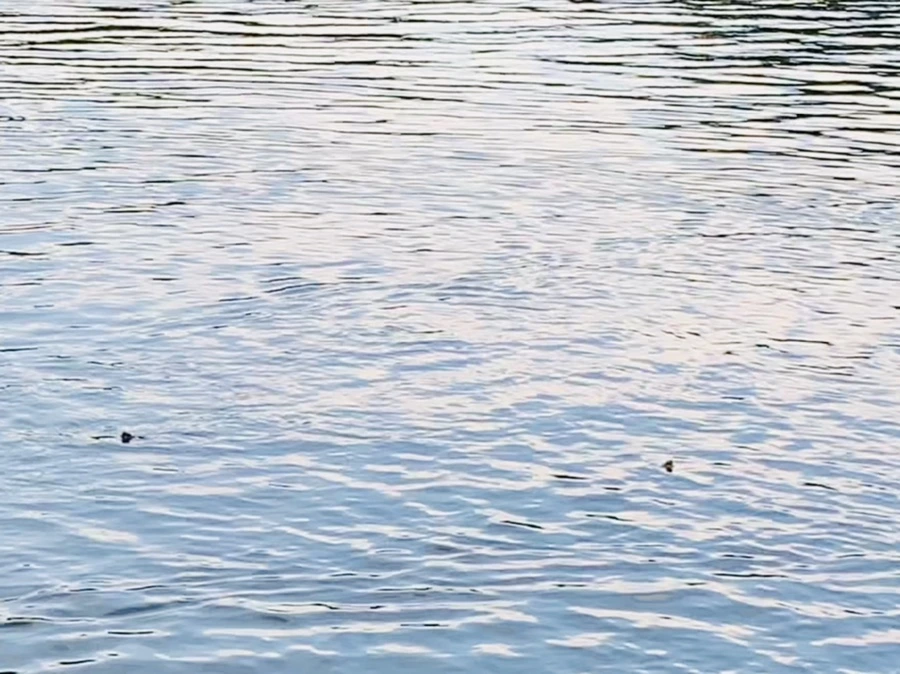 IMG_1688.jpg?type=w966