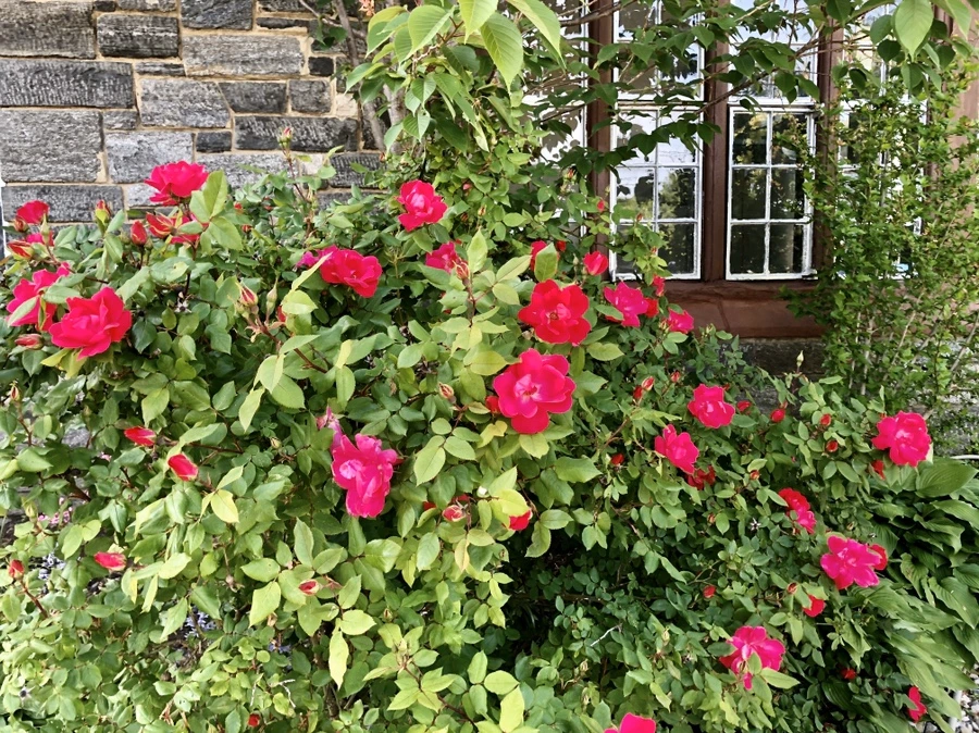 IMG_7320.jpg?type=w966